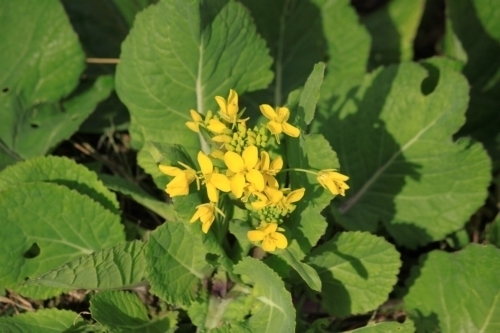 短い菜の花 風の谷